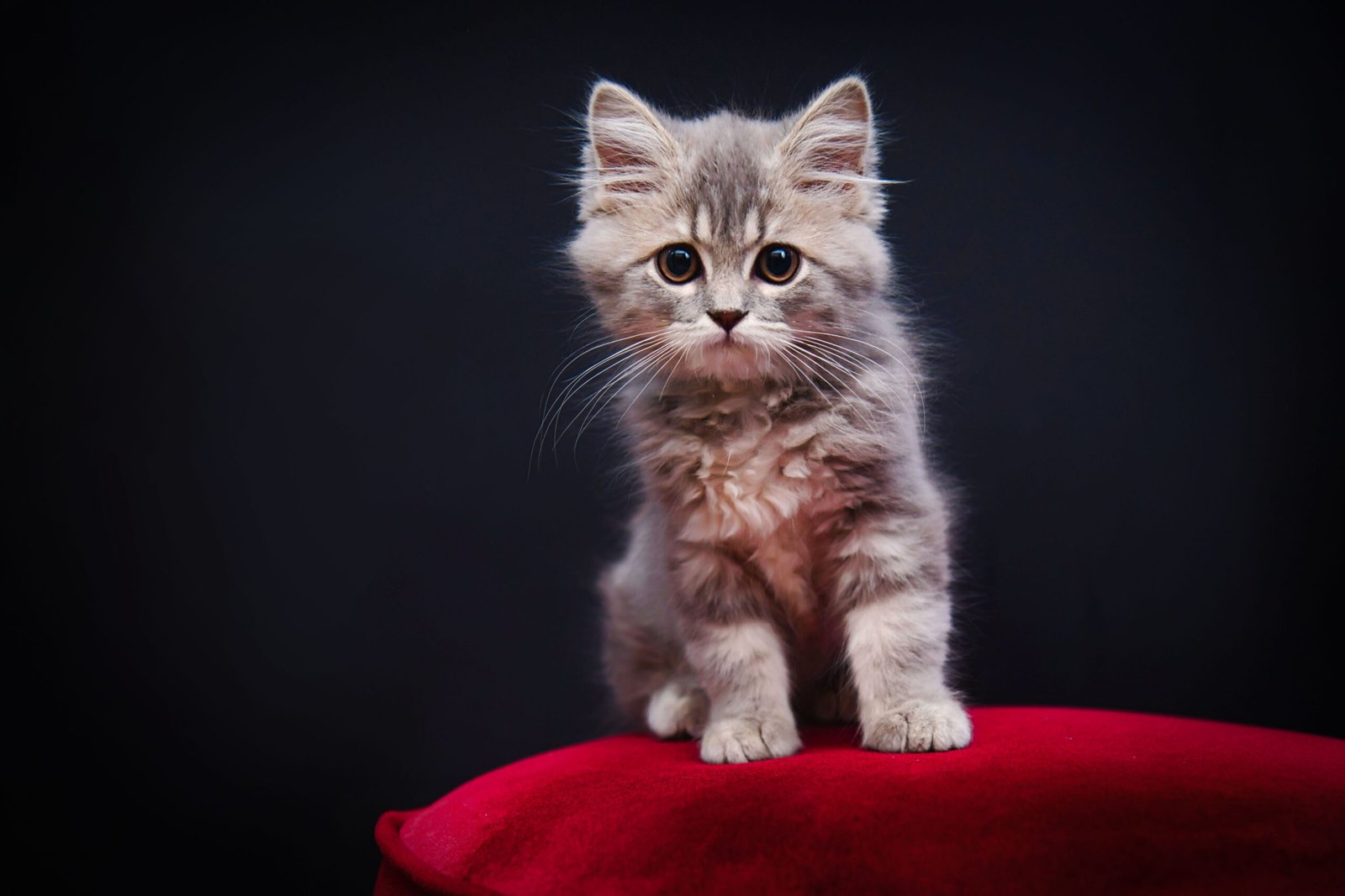 Comment transformer le repas de son chat en activité stimulante au quotidien ?